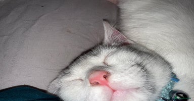 British Shorthair cats - Advert 11