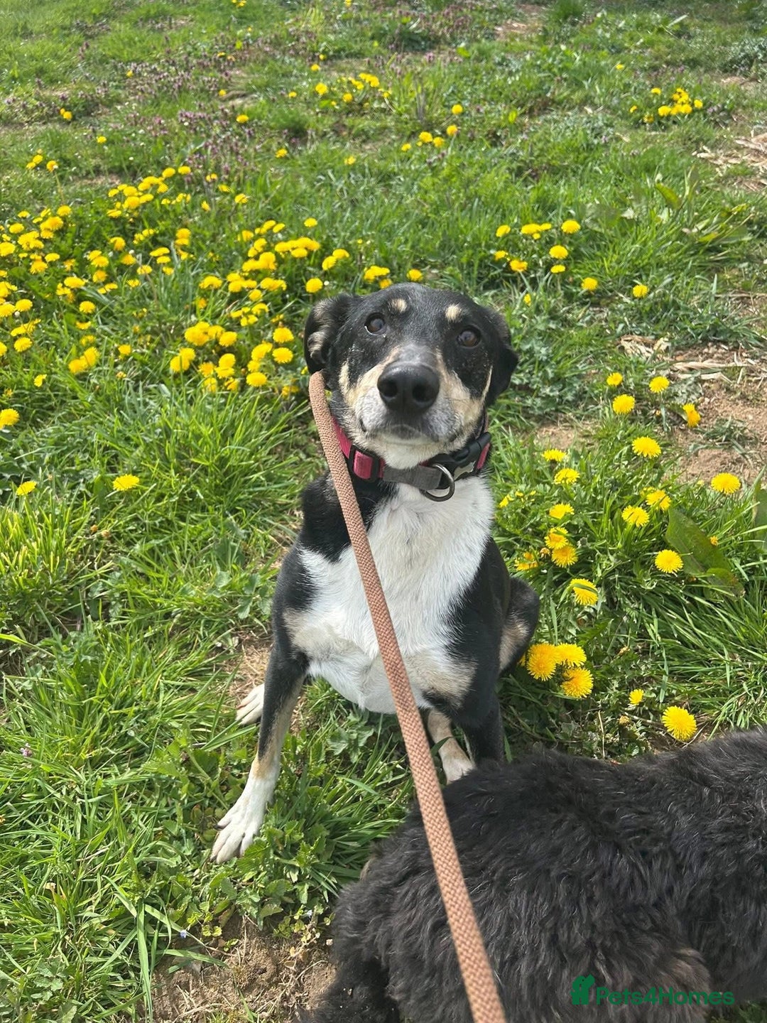 Mixed Breed dogs for adoption: Lottie - Norwich Norfolk  in Norwich - Advert 27