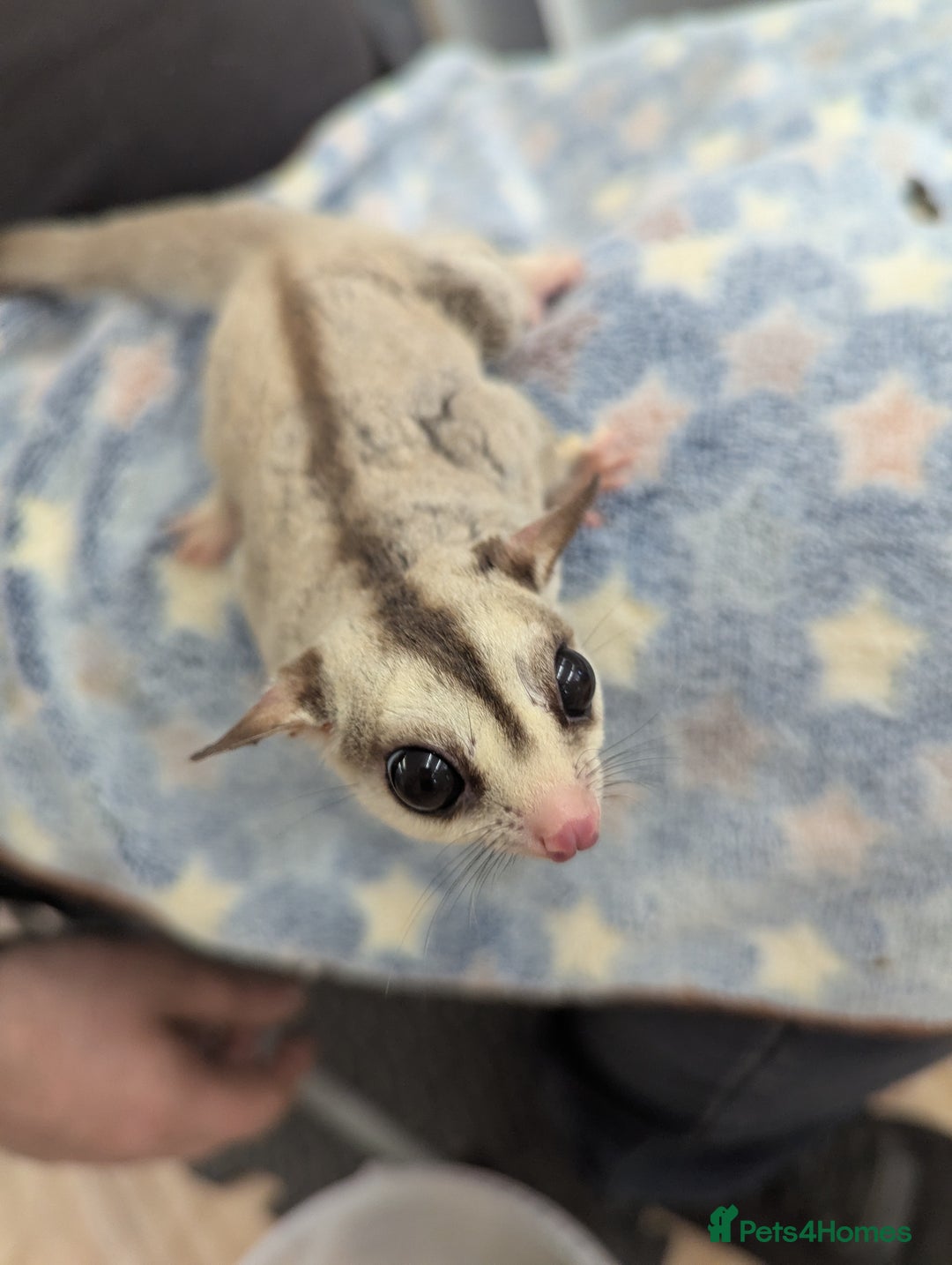 Sugar Glider rodents for sale: Trio neutered sugar gliders. Friendly little boys! - Image 3