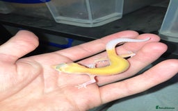 Leopard Gecko reptiles for sale: Baby Leopard Geckos in Downham Market - Image 6