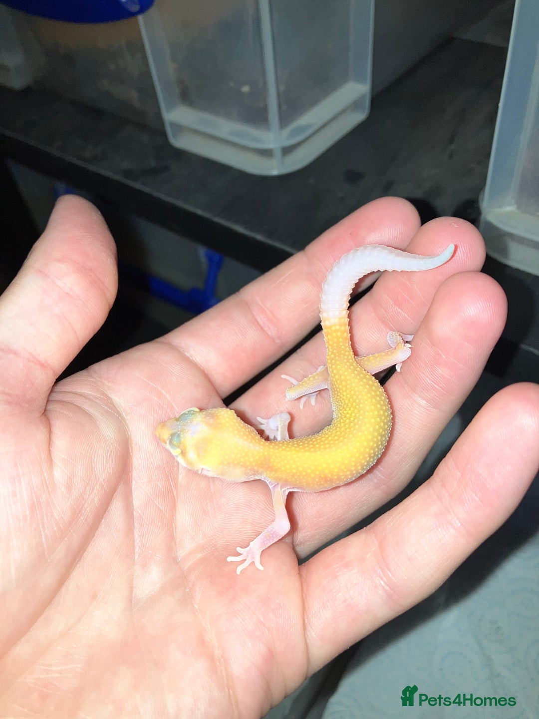 Leopard Gecko reptiles for sale: Baby Leopard Geckos in Downham Market - Image 6