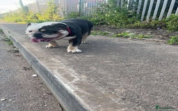 English Bulldog dogs for sale: English bulldog looking for new forever home - Image 6