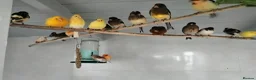 Canaries birds for sale: Canaries for sale in Doncaster - Advert 1