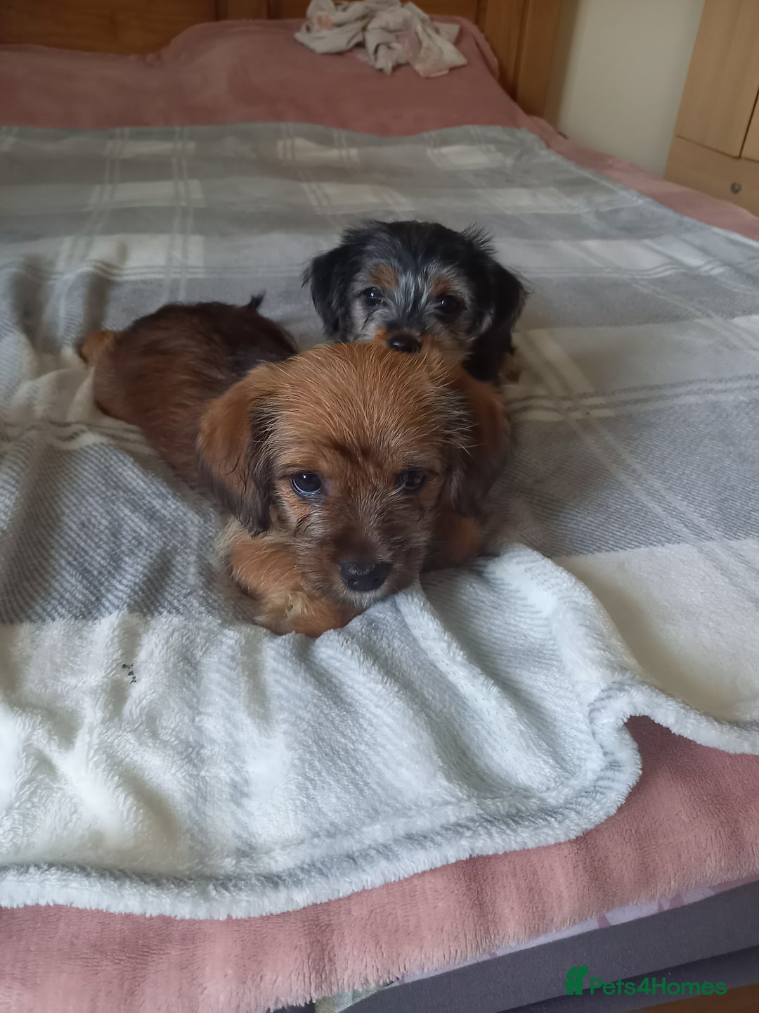 Mixed Breed dogs for sale: 💞 Beautiful Yorkie Russel Puppies 💞 - Image 8