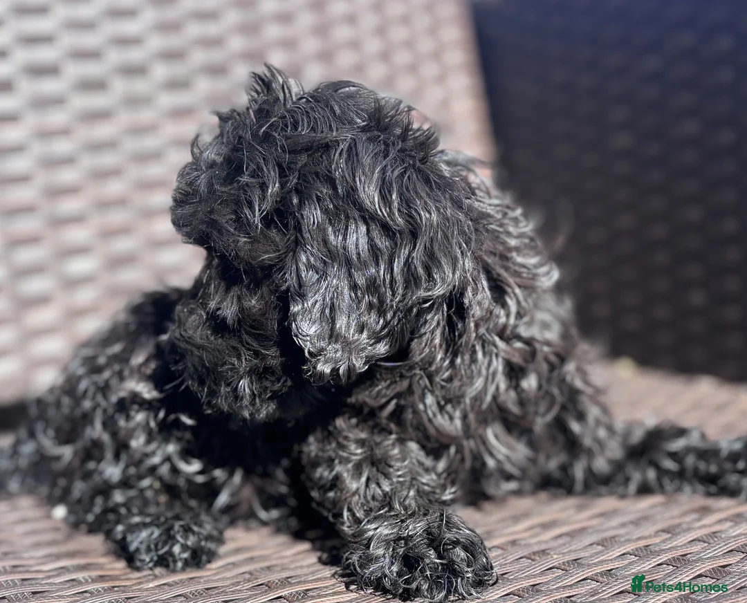 Cockapoo dogs for sale: Ready to go black cockapoo puppy health tested - Advert 2