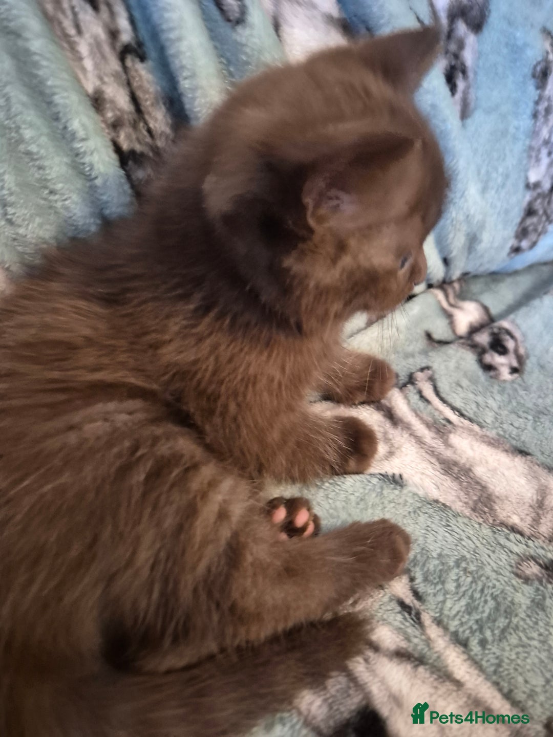 Selkirk Rex cats for sale: Pedigree selkirk rex girls non curly - Advert 20