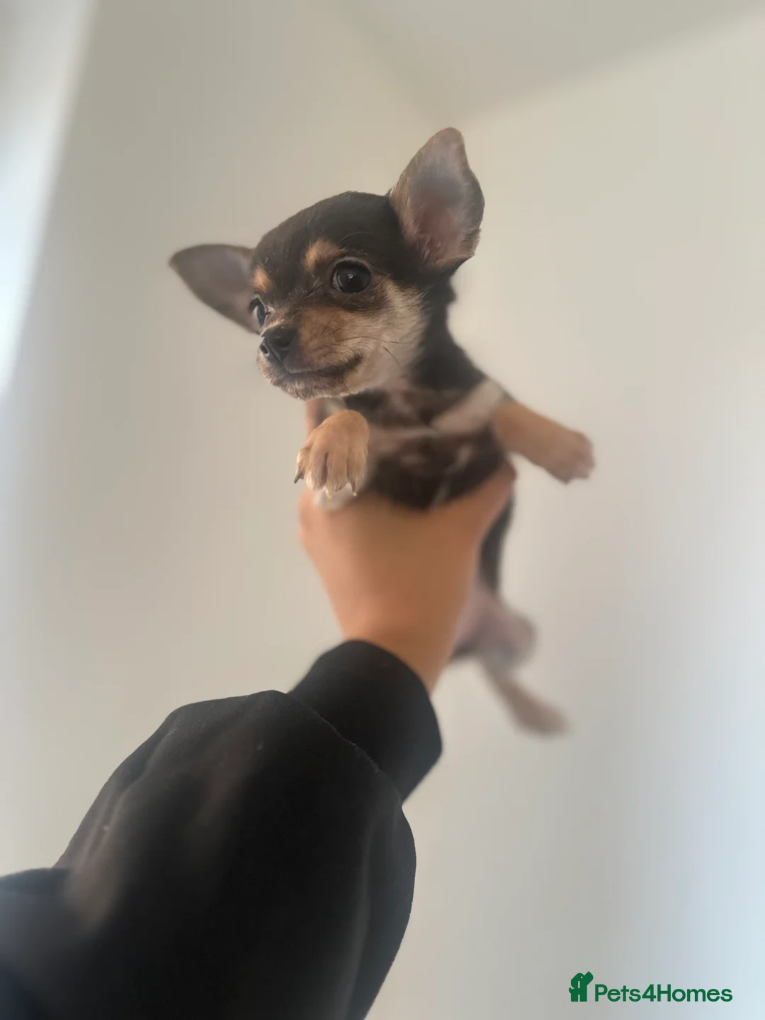 Chihuahua dogs for sale: Gorgeous Chihuahua girls - Advert 9