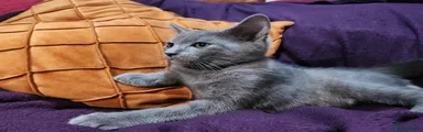 Chartreux Blue - Bitsy du Beloire 