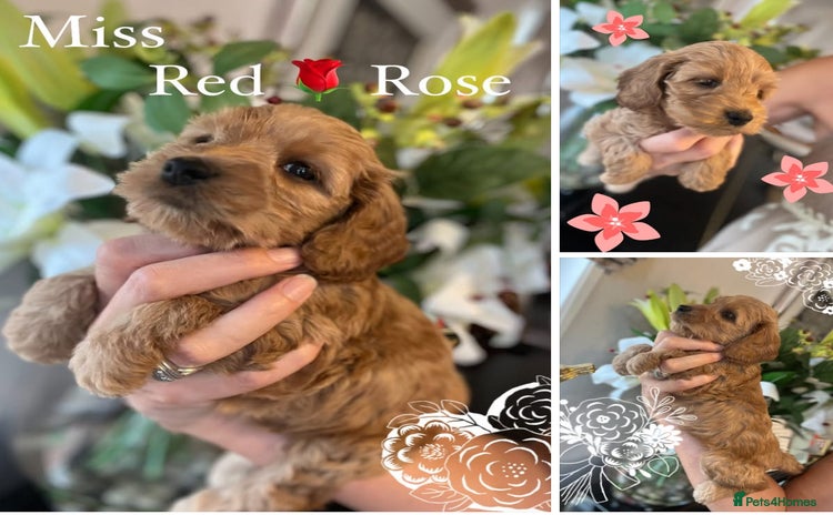 Cockapoo dogs - Advert 4