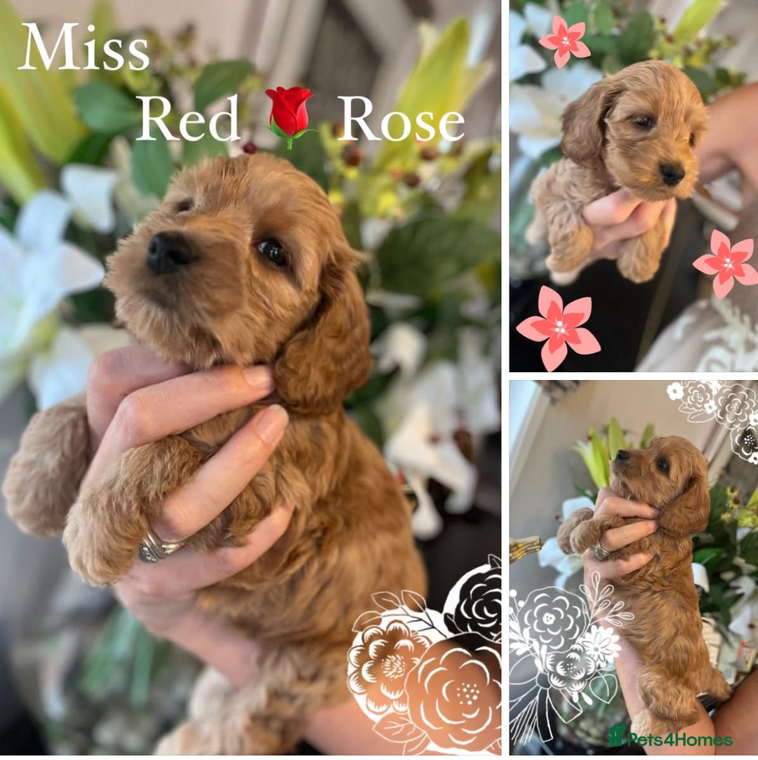 Cockapoo dogs for sale: F1 Cockapoo’s DNA Health Tested Parents - Image 1