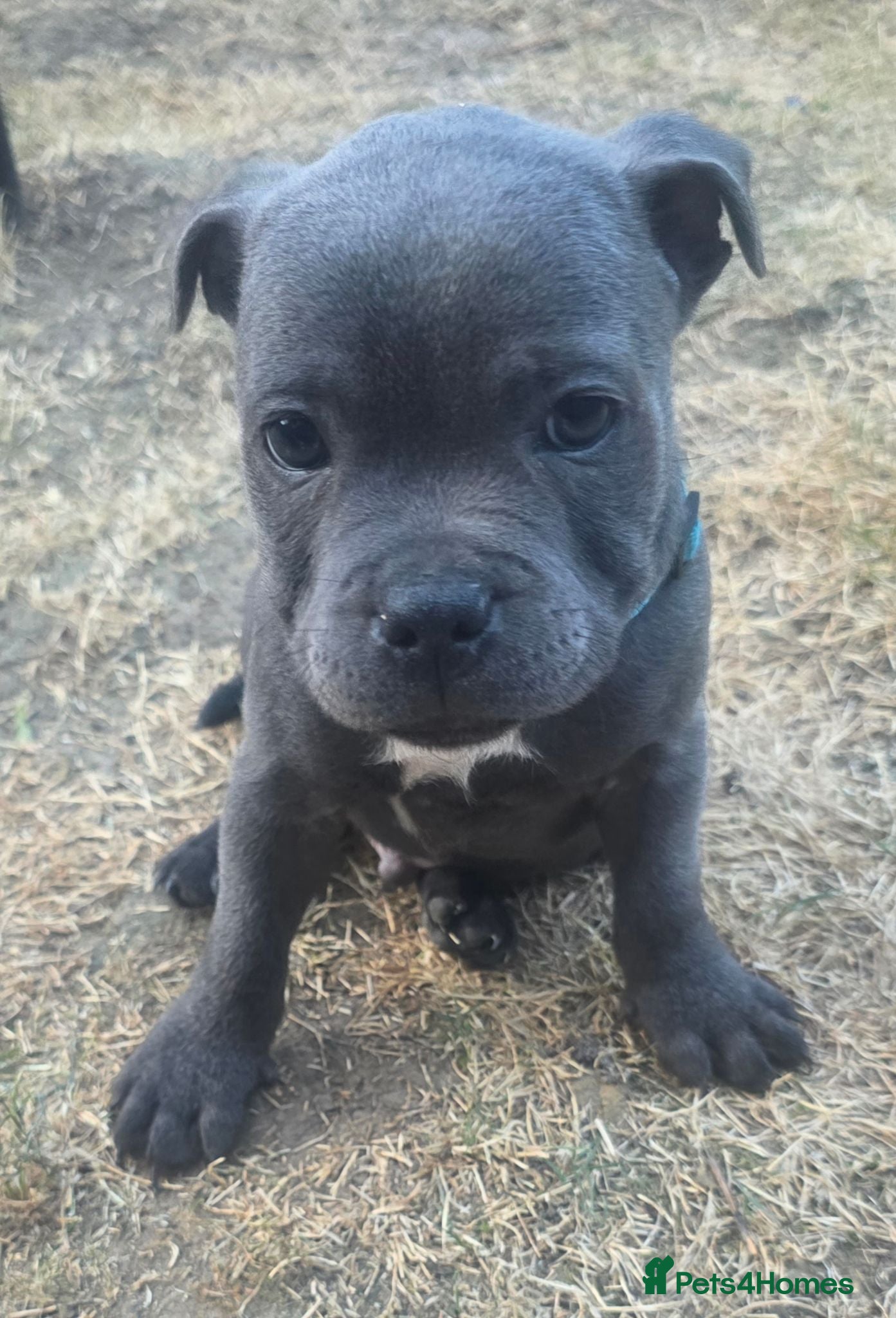 Staffordshire Bull Terrier dogs 💙 3 Stunning Blue boy Staffordshire Bull terrier  - Advert 4