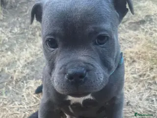 Staffordshire Bull Terrier dogs 💙 3 Stunning Blue boy Staffordshire Bull terrier - Advert 4