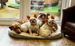 French Bulldog dogs for sale: 2 Frenchie girls  - Image 6
