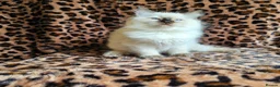 Ragdoll cats for sale: Ragdoll Kittens  - Advert 9