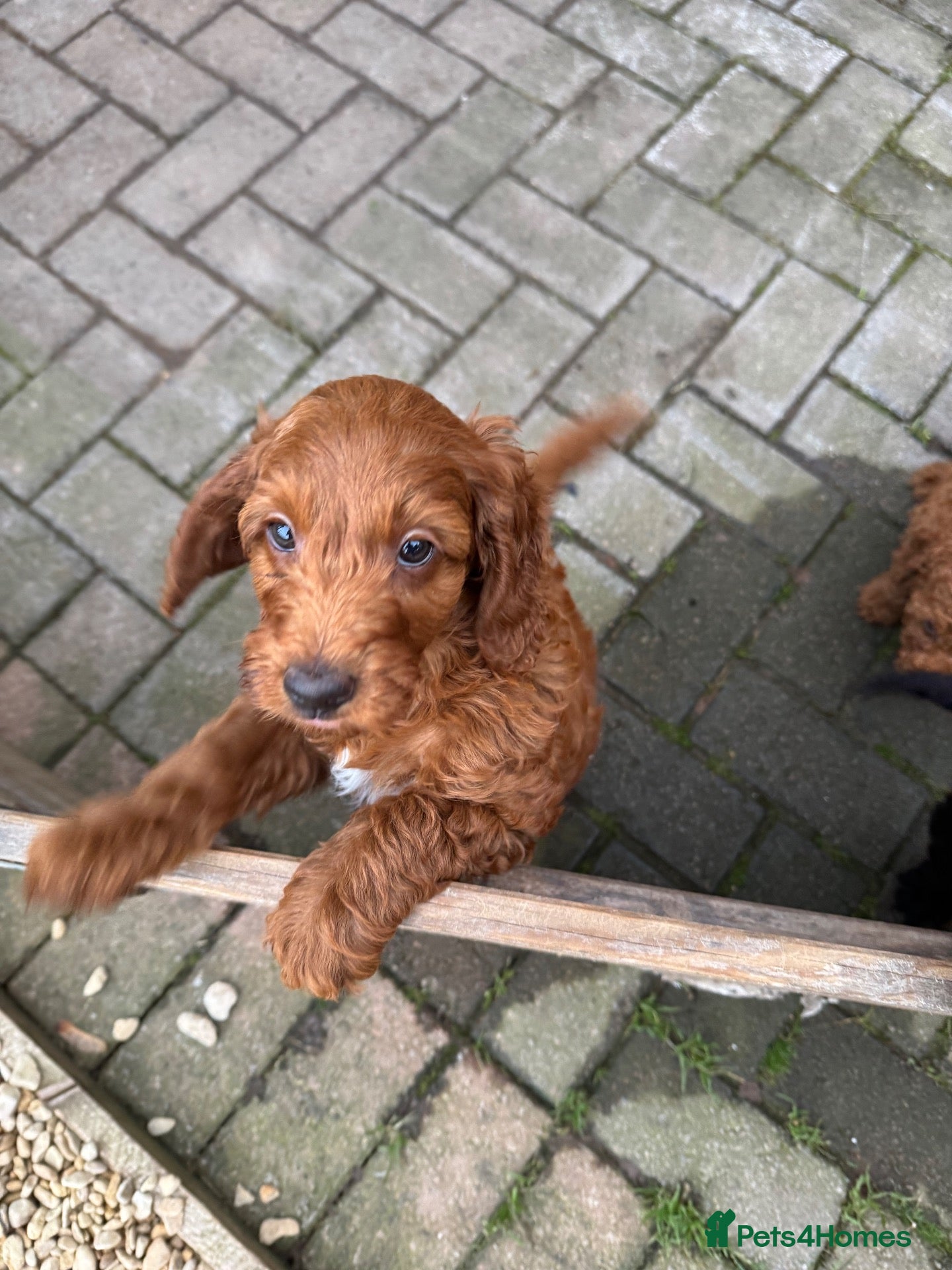 Cockapoo dogs gorgeous red boy cockapoo still available - Advert 17