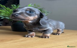 Miniature Dachshund dogs for sale: Perfecf kc true miniature dachshunds - Image 6