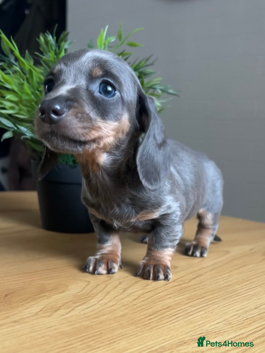 Miniature Dachshund dogs for sale: Perfecf kc true miniature dachshunds - Image 6