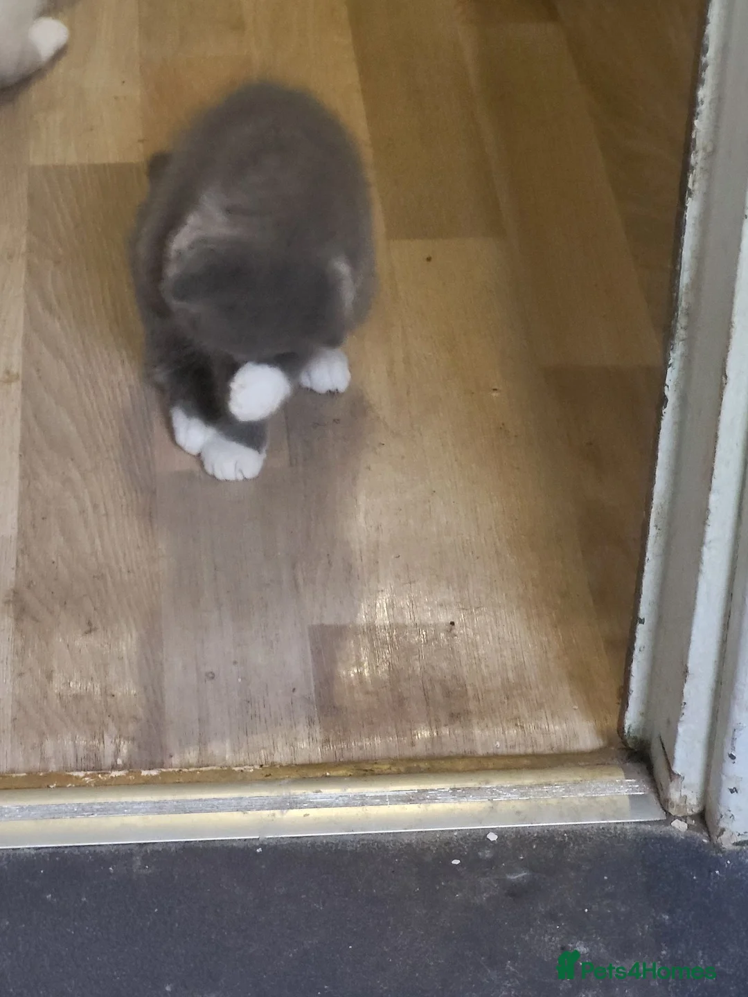 Mixed Breed cats for sale: 11-week -0ld kittens[first vaccination done/ready - Advert 19