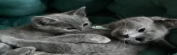 Ragdoll cats for sale: British short hair & ragdoll x - Advert 15