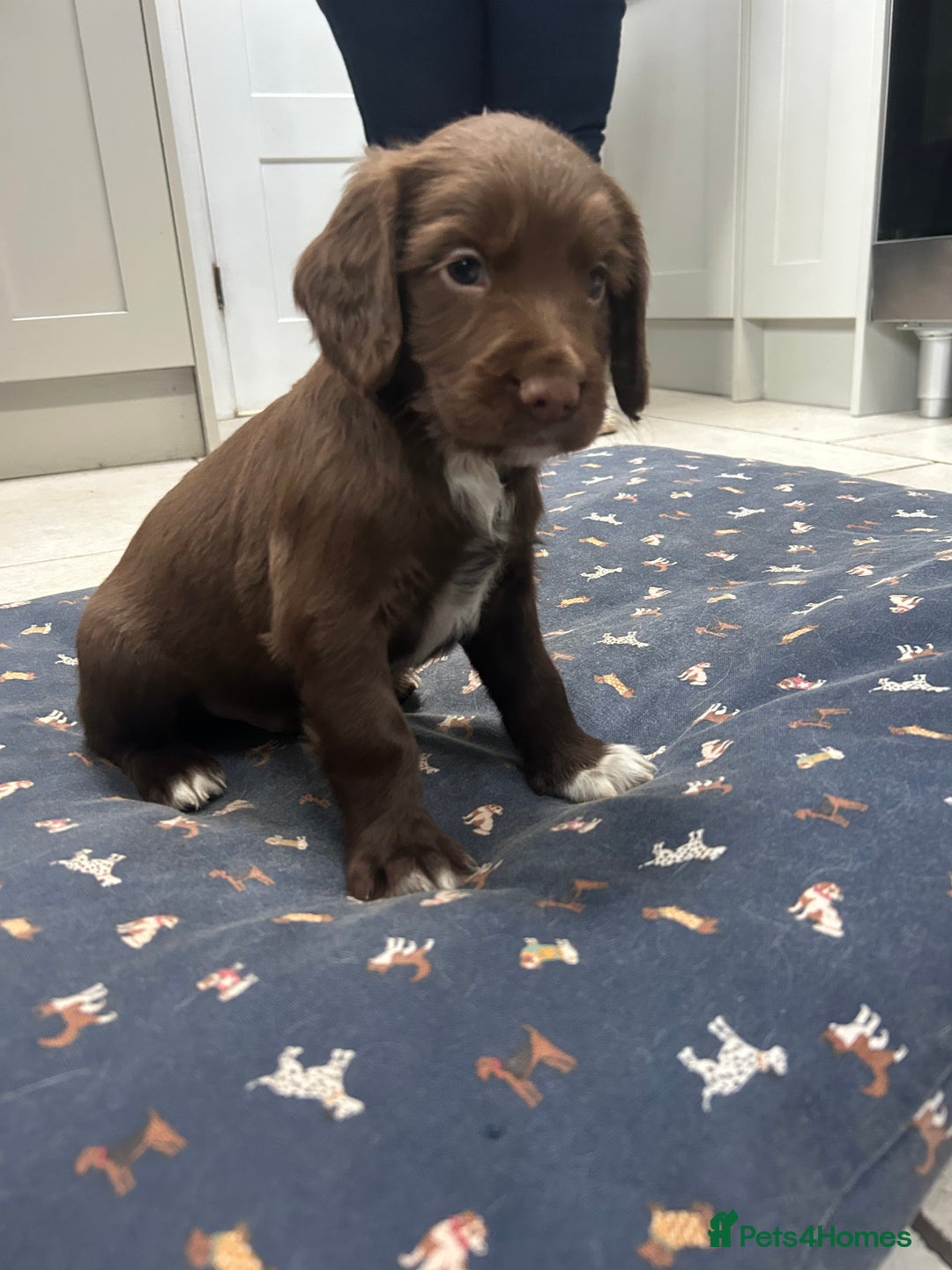 Sprocker dogs for sale: Working Sprocker Spaniels  - Advert 27