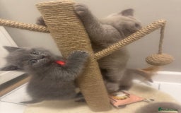 British Shorthair cats for sale: BRITISH SHORT HAIR LILAC KITTENS  - Advert 15