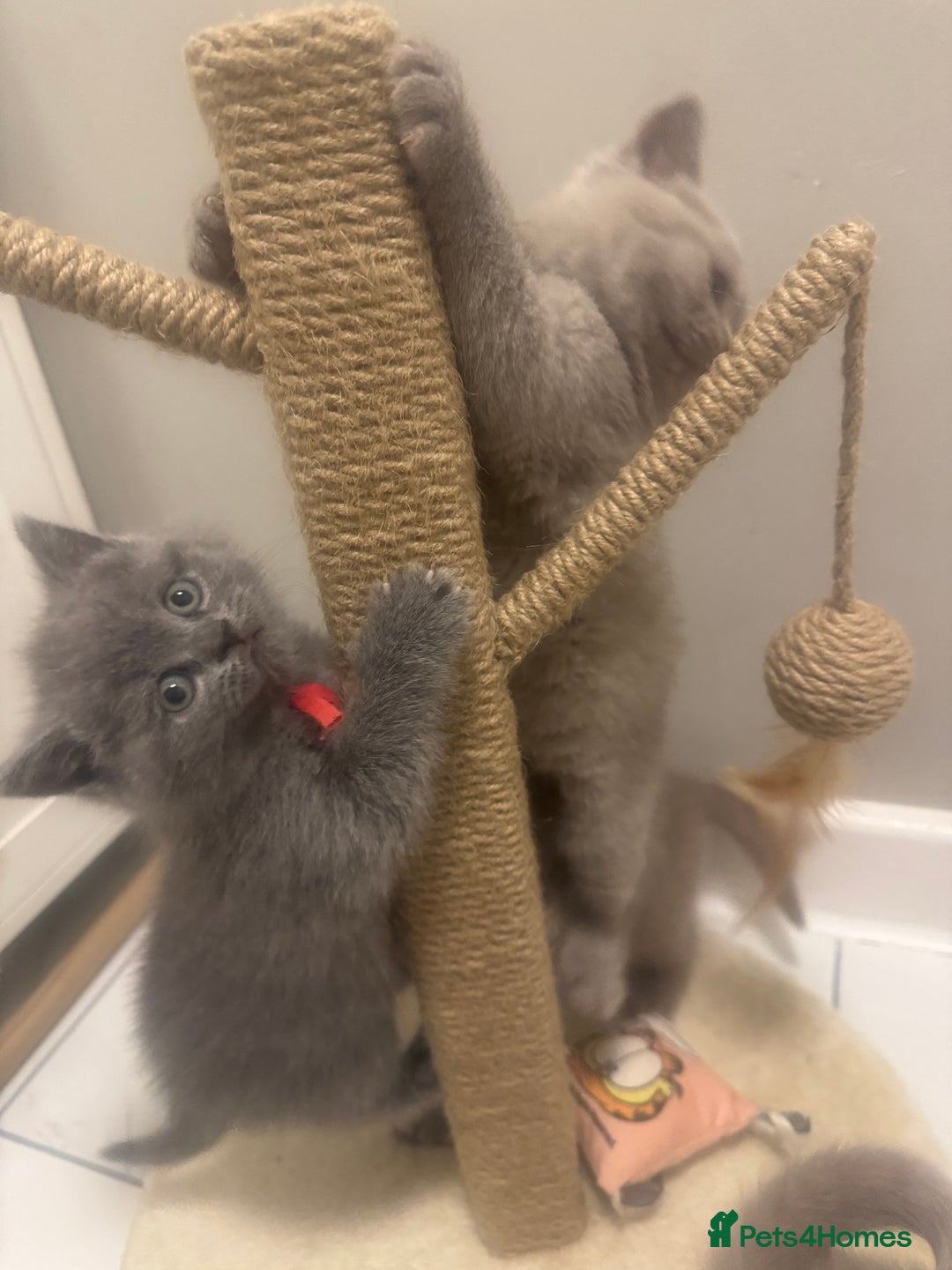 British Shorthair cats for sale: BRITISH SHORT HAIR LILAC KITTENS  - Advert 15