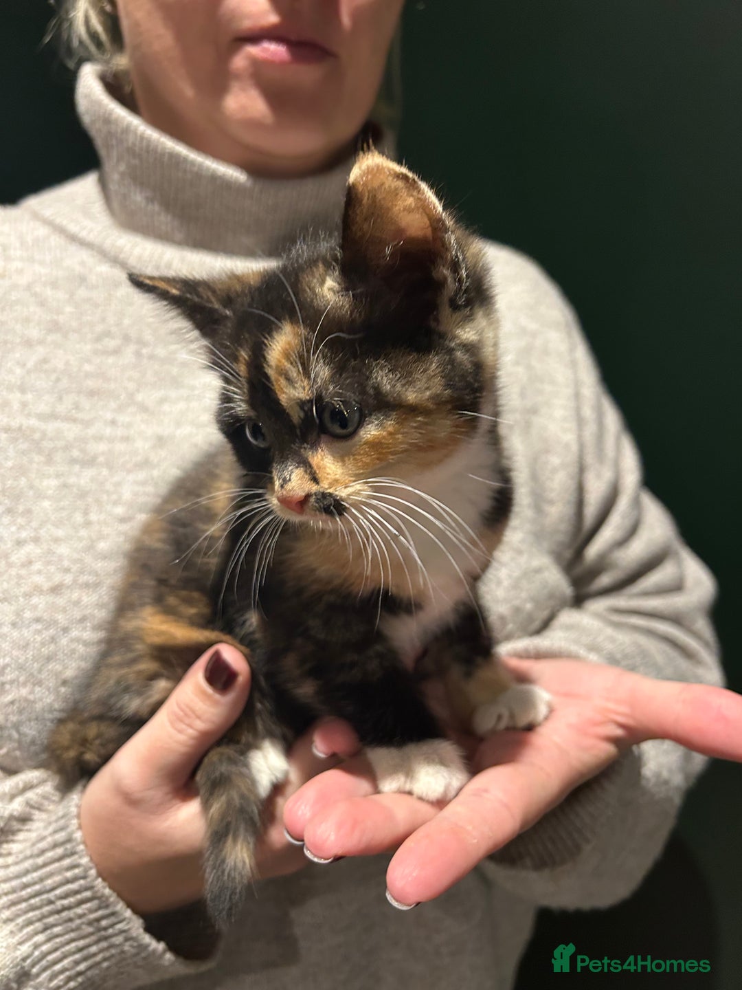 Mixed Breed cats for sale: Sweet Kittens for Sale – Friendly & Family-Raised - Advert 9