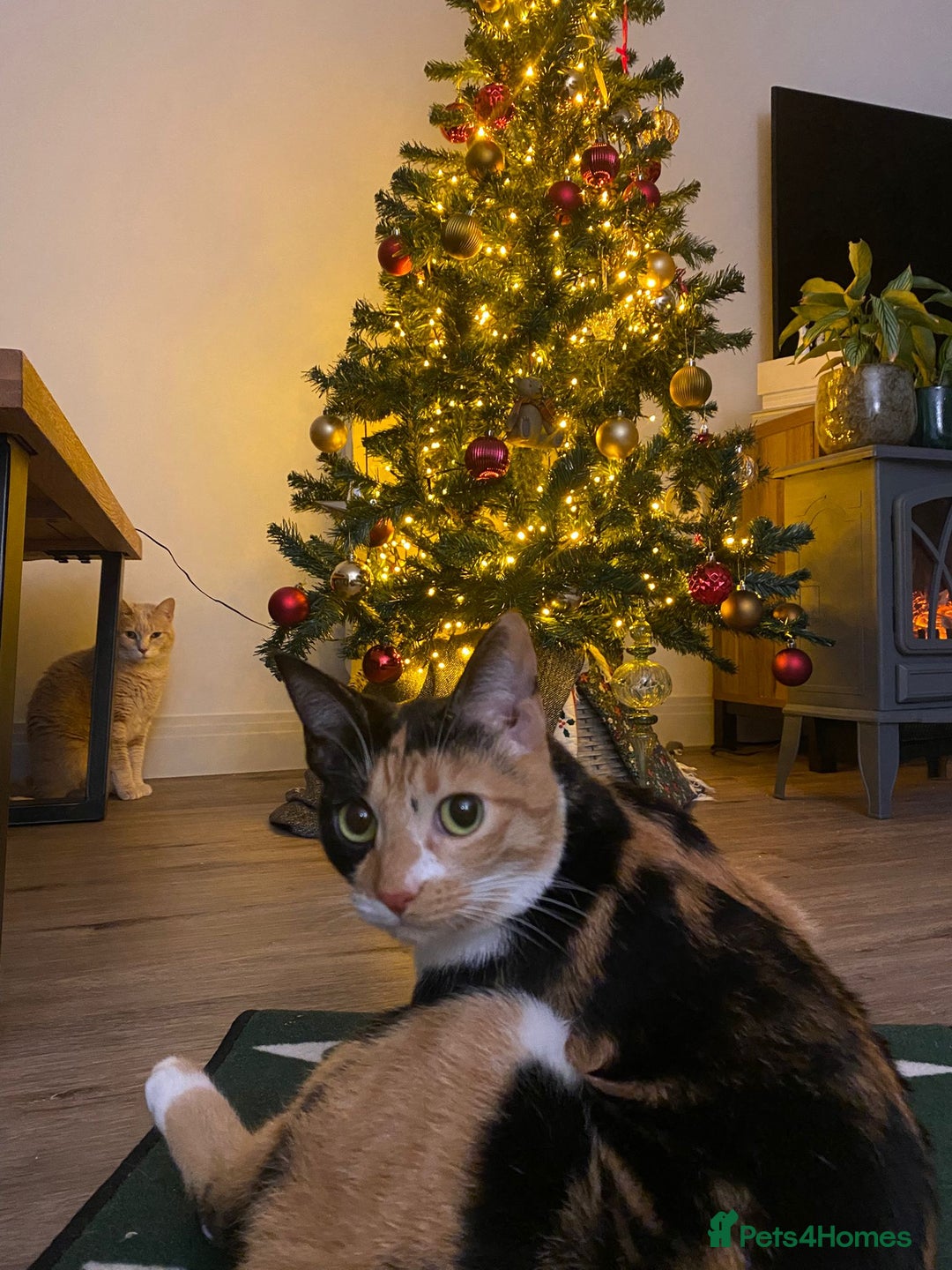 Mixed Breed cats for adoption: [Indoors Only] Mishu - Charming loving girl - Advert 10