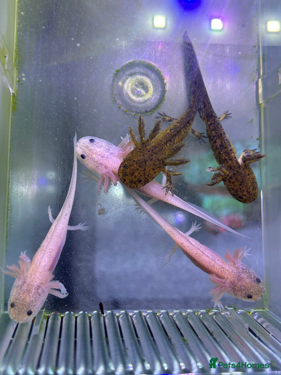 Axolotl reptiles for sale: Axolotl babies  - Advert 2