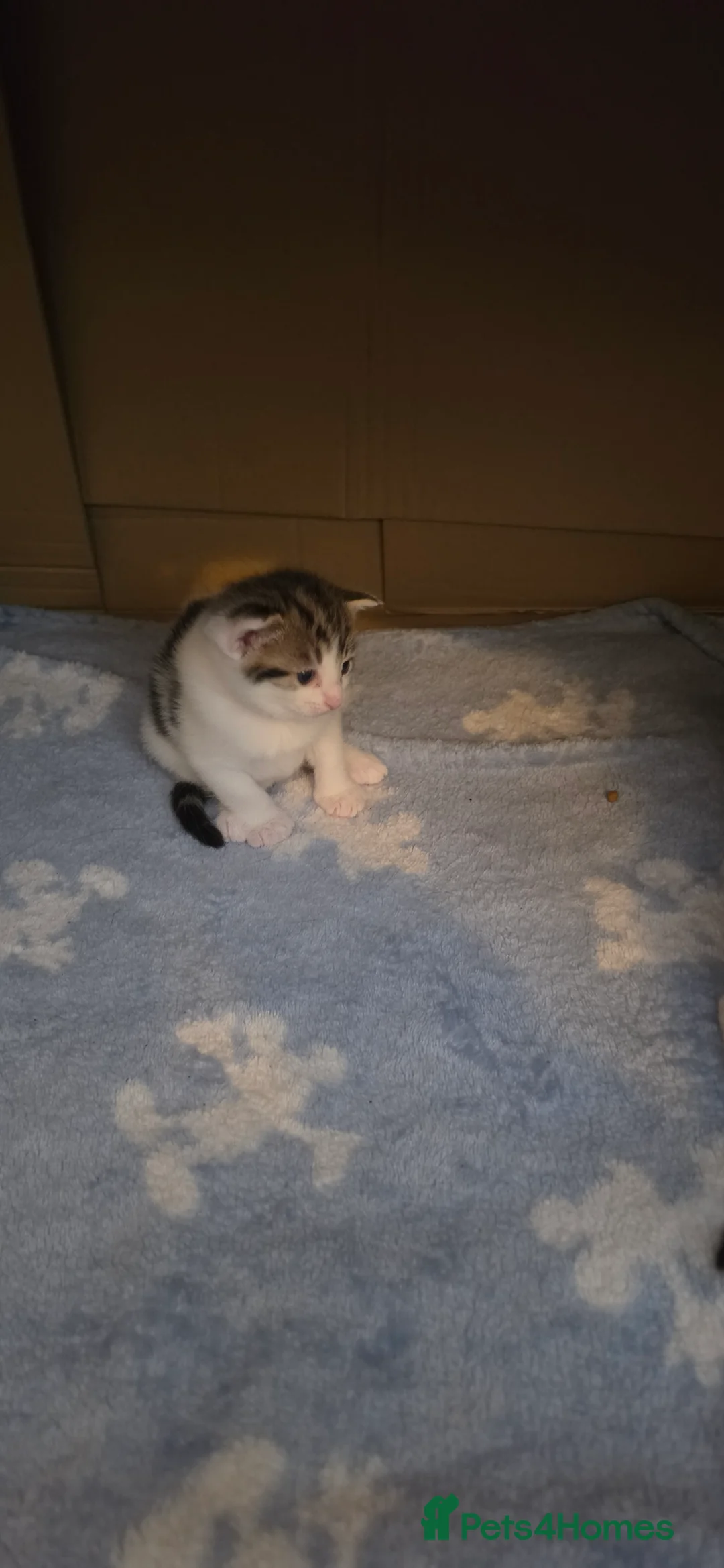 British Shorthair cats for sale: Beautiful kittens  - Advert 2