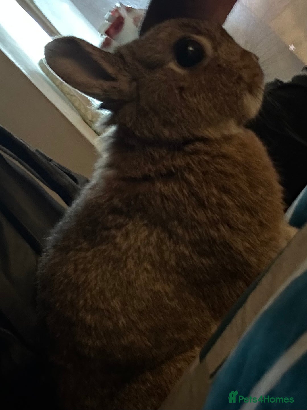 Netherland Dwarf rabbits for sale: playful female netherland dwarf rabbit (spayed) - Image 7