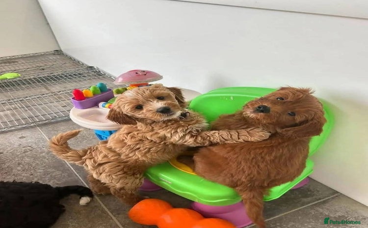 Cockapoo dogs - Advert 12