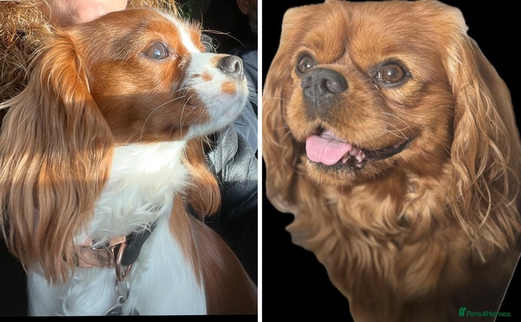Cavalier King Charles Spaniel dogs - Advert 2