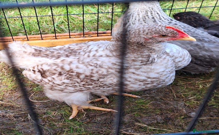 Chickens poultry - Advert 3