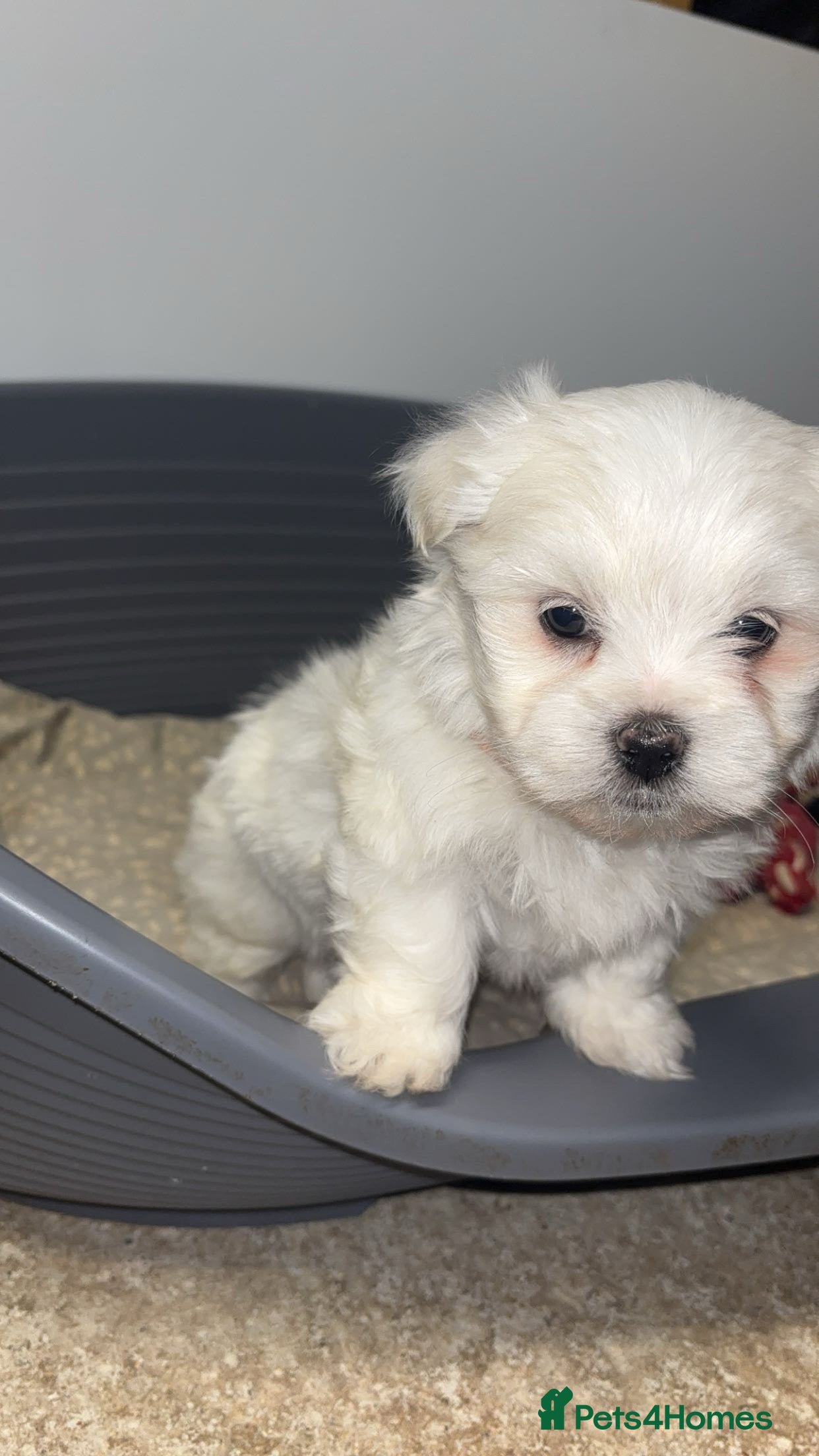 Maltese dogs 2 boys left Maltese puppies  - Advert 16