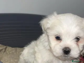 Maltese dogs 2 boys left Maltese puppies - Advert 16