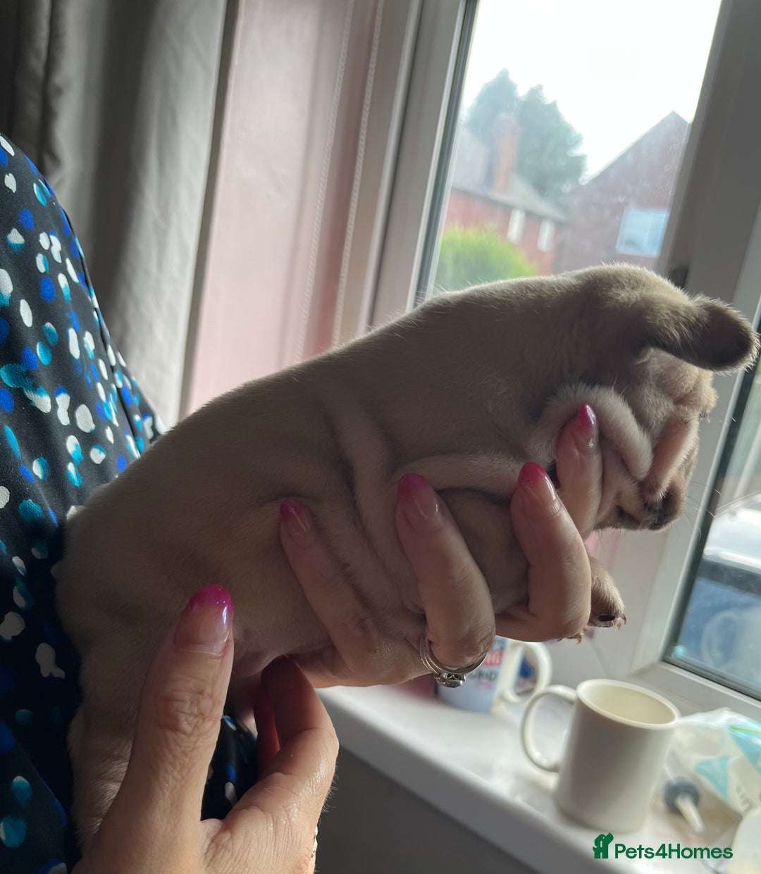 French Bulldog dogs for sale: Beautiful French bulldog puppies  - Image 13