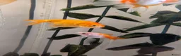 Fancy Goldfish fish for sale: 4 Fancy Goldfish for sale - Advert 7