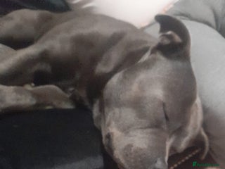 Staffordshire Bull Terrier dogs Stud in Godalming - Advert 1