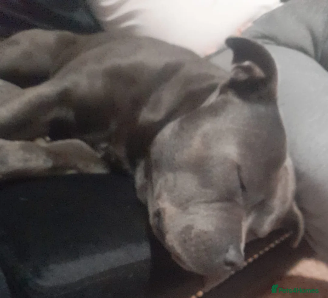 Staffordshire Bull Terrier dogs for stud: Stud  in Godalming - Advert 1