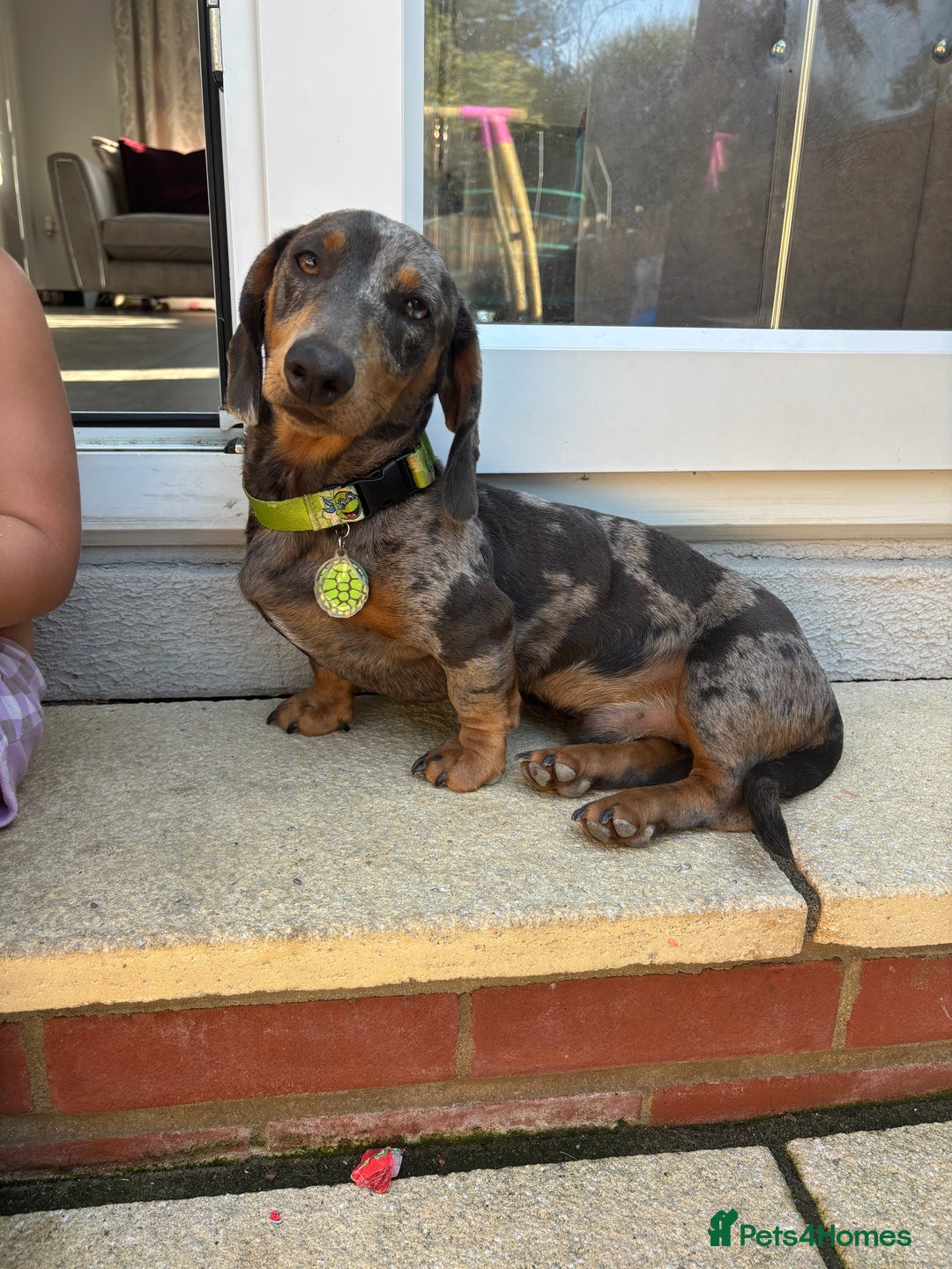 Miniature Dachshund dogs for stud: Miniature dachshund for stud - Advert 1