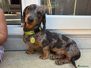 Miniature Dachshund dogs Miniature dachshund for stud - Advert 1