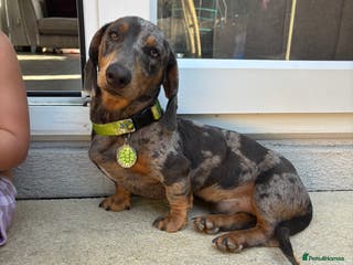 Miniature Dachshund dogs Miniature dachshund for stud - Advert 16