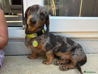 Miniature Dachshund dogs Miniature dachshund for stud - Advert 19