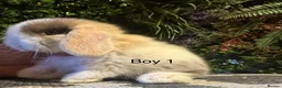 Mini Lop rabbits for sale: ⭐️MINI LOPS ready to preorder ⭐️ - Advert 1
