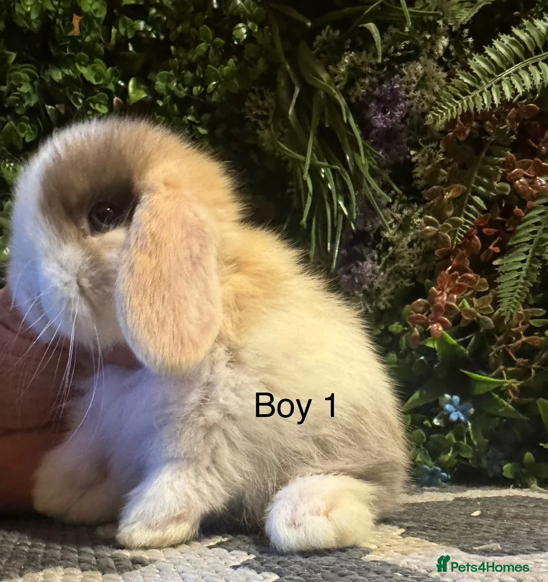Mini Lop rabbits for sale: ⭐️MINI LOPS ready to preorder ⭐️ - Advert 1