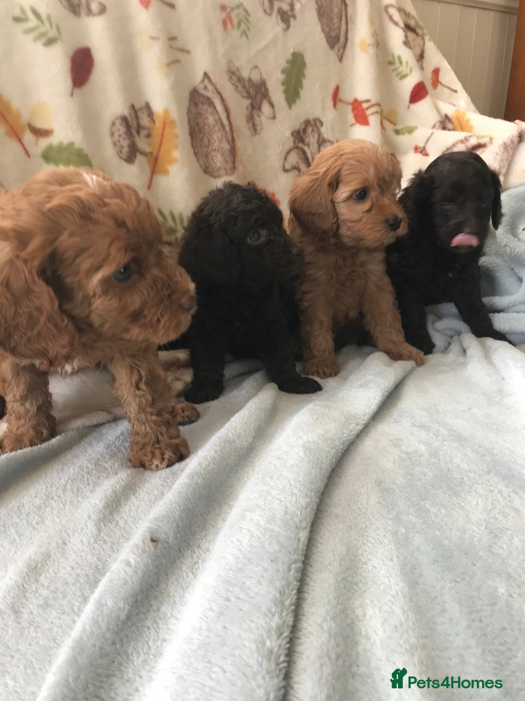 Cavapoo dogs for sale: F1B cavapoo pups  - Image 2