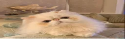 Persian cats for sale: Beautiful Persian Adult  - Advert 1