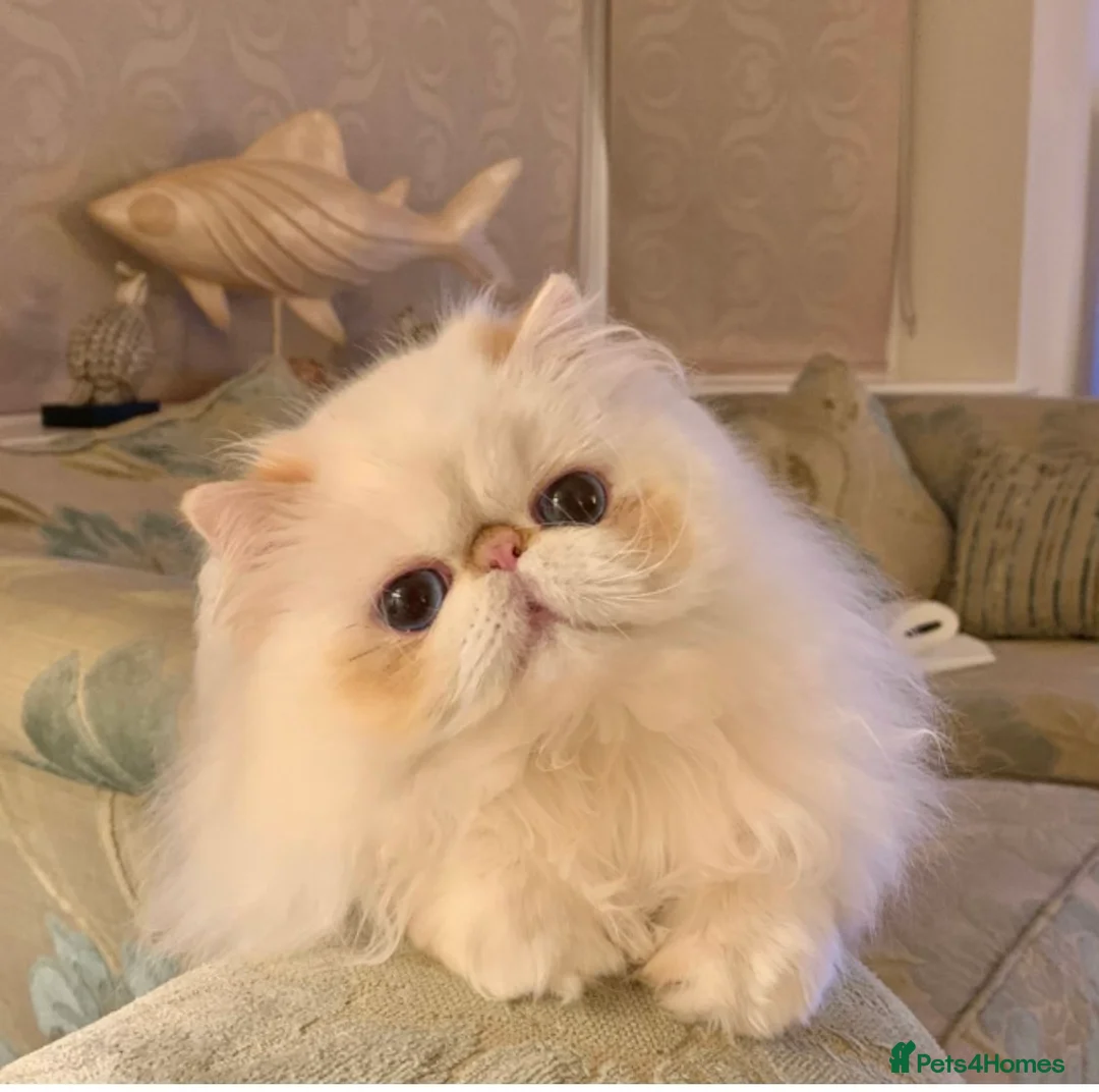 Persian cats for sale: Beautiful Persian Adult  - Advert 1