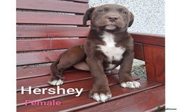Borador dogs for sale: Chunky Chocolate Puppies  - Image 8